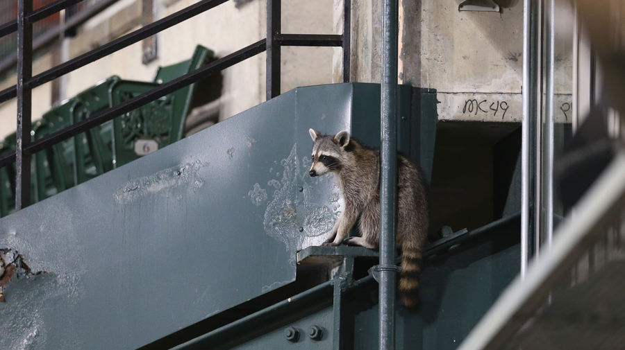 Was This Raccoon Witch Cursing The Baltimore Orioles? An Investigation
