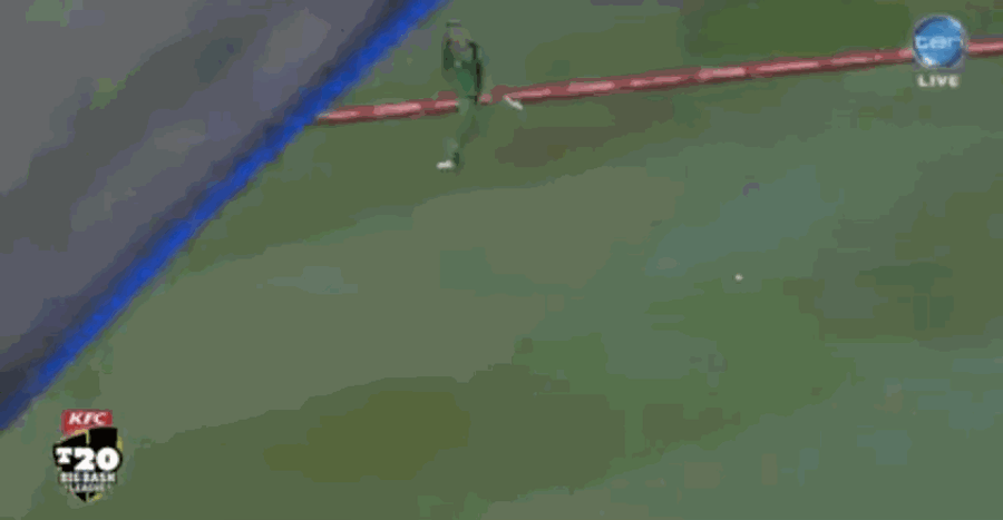 Seagull Thrives After Getting Knocked Out During Cricket Match