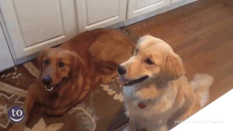 These Dumb Dogs Can't Fetch For Shit