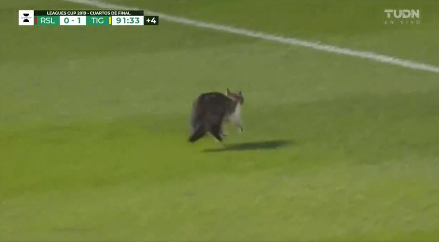 Idiot On The Pitch Is Nearly Trampled, Escapes Unscathed, Has Whiskers, Is A Cat