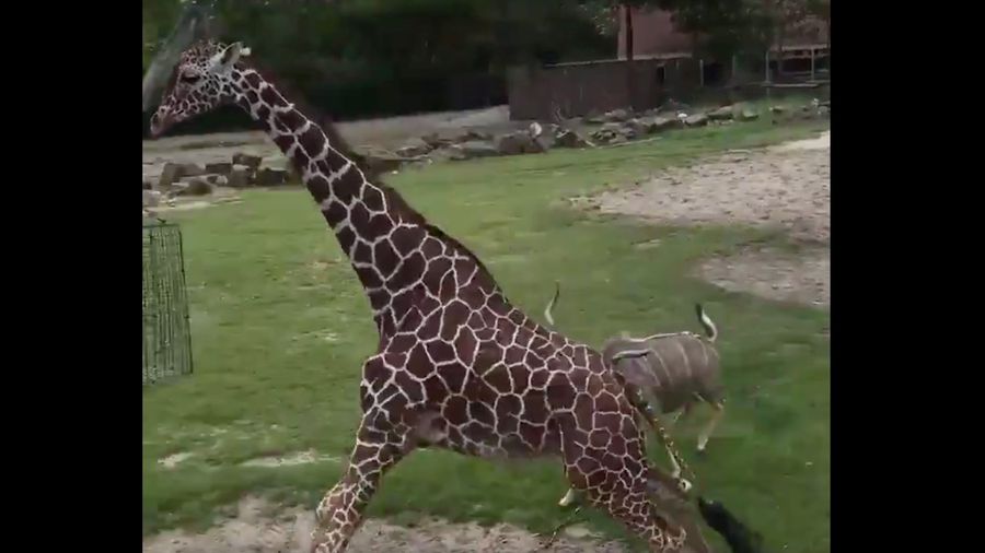 The Sports Highlight Of The Day Is An Antelope Tackling A Giraffe