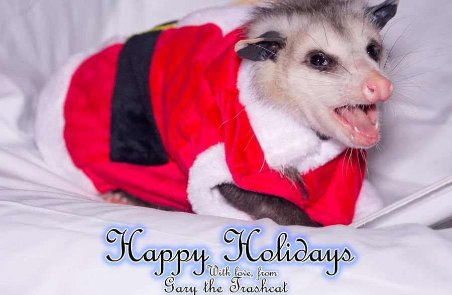 May This Philadelphia Opossum Bring You Holiday Cheer