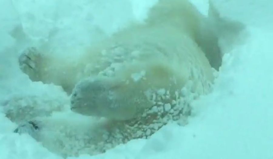 Yeah, It's Another Bear In The Snow