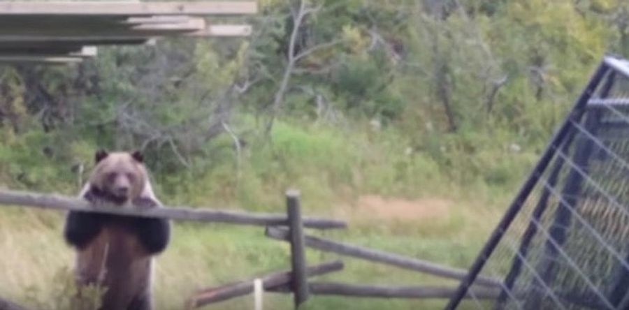 These Bears, Like Me, Are Wondering What&#39;s So Bad About Eating Some Ducks