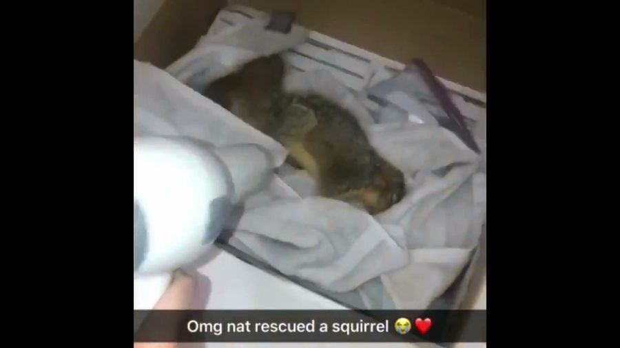 CMU Soccer Player Rescues Drowning Squirrel, Revives It With CPR Thanks In Part To <i>The Office</i>