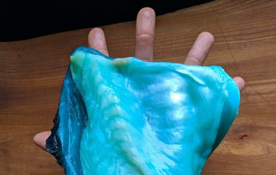 A Legendary Chef Dares You To Eat The Weirdest Organisms He Can Find