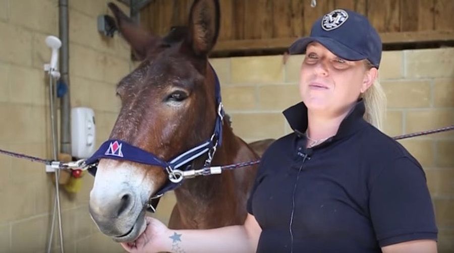 Wallace, The Good And Humble Mule, Defeats Fancy Dressage Horses At Their Own Game