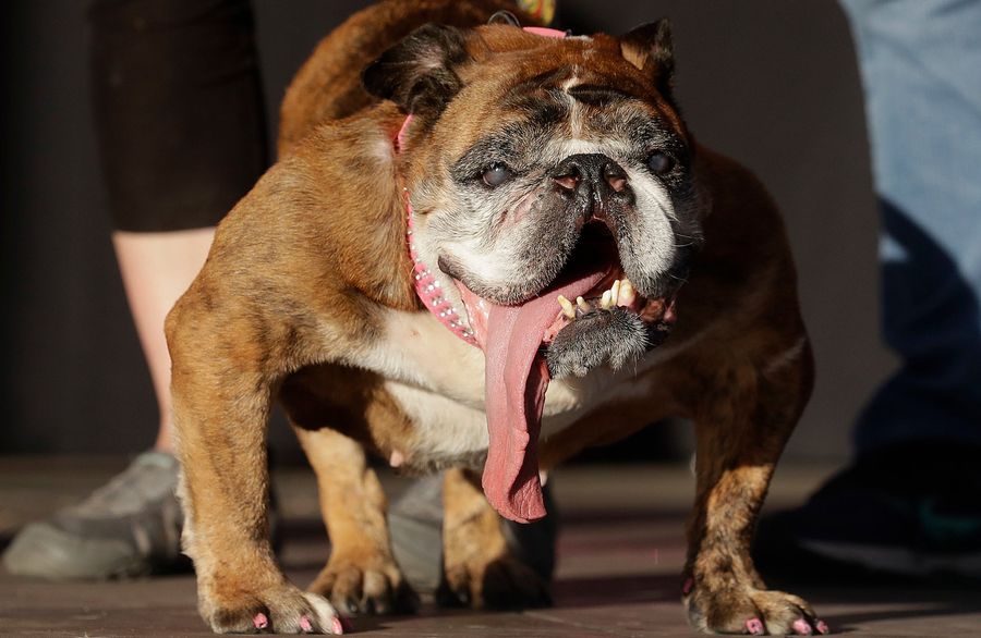 This Is The World's Ugliest Dog<em></em>