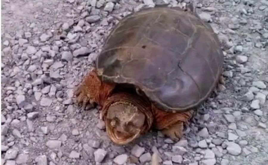 I Never Realized A Snapping Turtle Could Fuck You All The Way Up