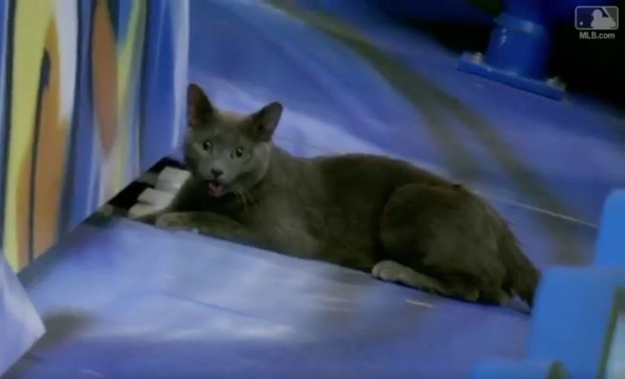 Adventurous Cat Runs Onto Marlins&#39; Field, Gets Stuck In Home-Run Statue