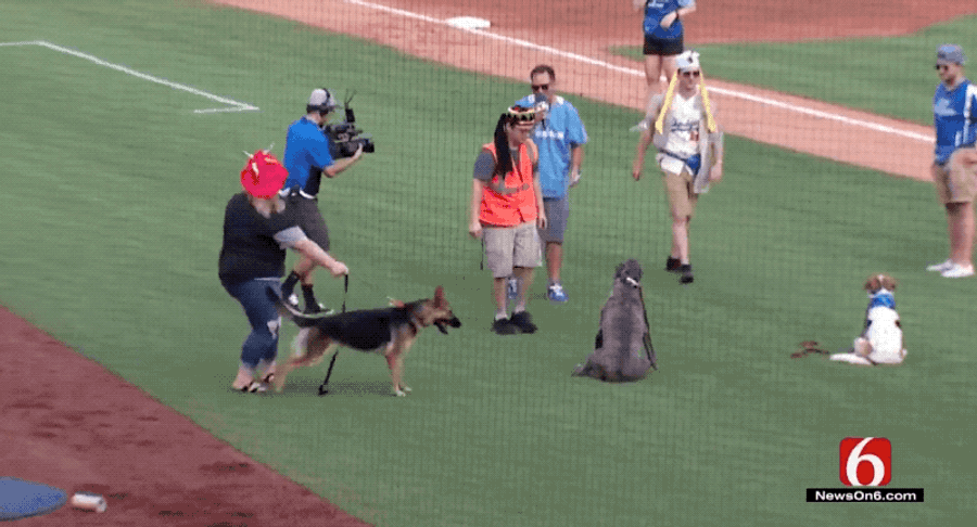 Bark In The Park Event Goes Sideways When Very Good Dog Spots OH MY GOD ARE THOSE BASEBALLS!