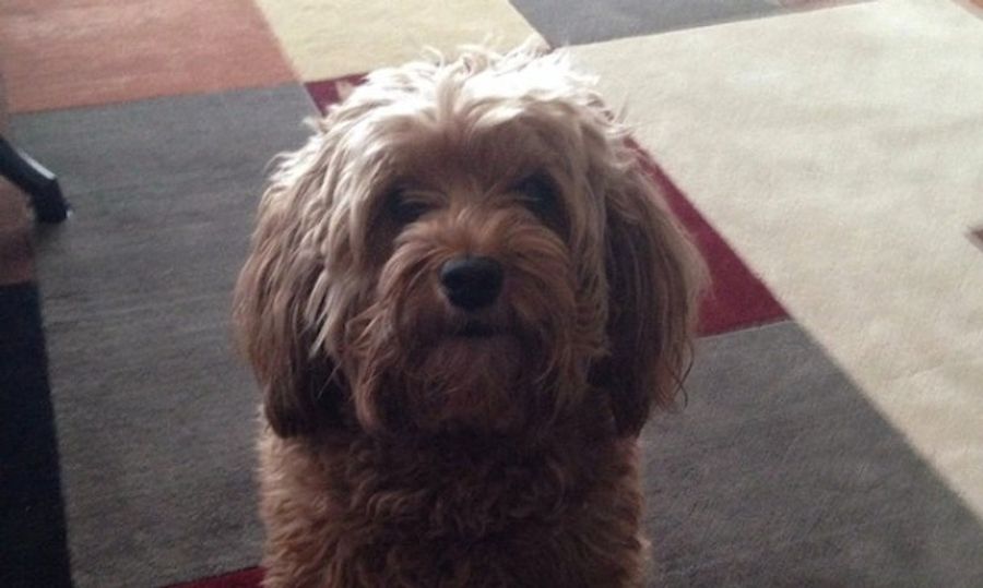 Phil Kessel: Nice Roommate, Tries Hard, Loves His Goldendoodle
