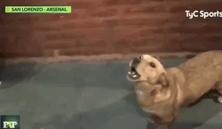 Dog Who Interrupted Soccer Match: "Woof Woof"
