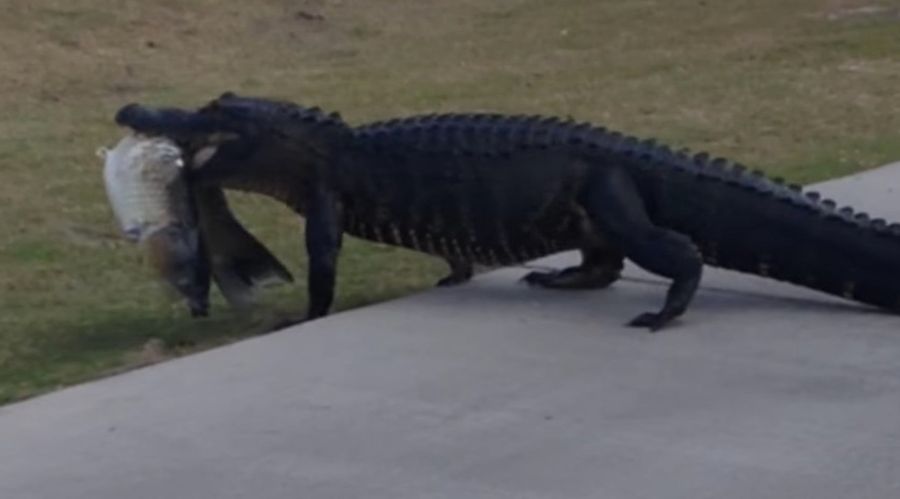 Golf Highlight Of The Day: Bigass Gator With Bigass Fish