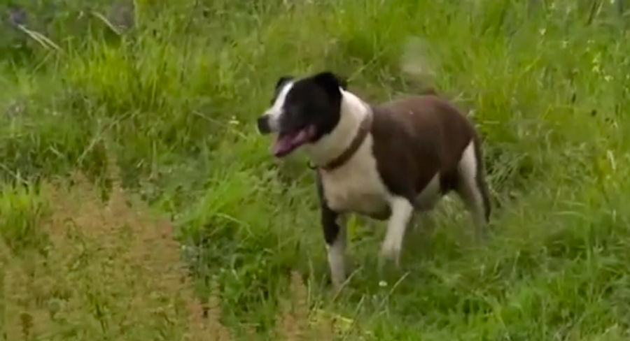 Happy Golf Dog Should Be Atop The Open Leaderboard
