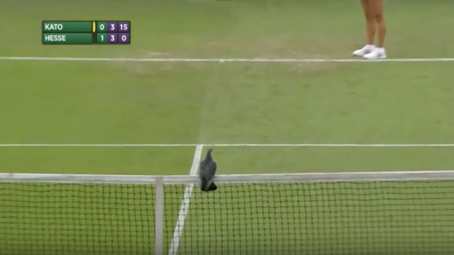 Pigeon Causes Brief Ruckus At Wimbledon