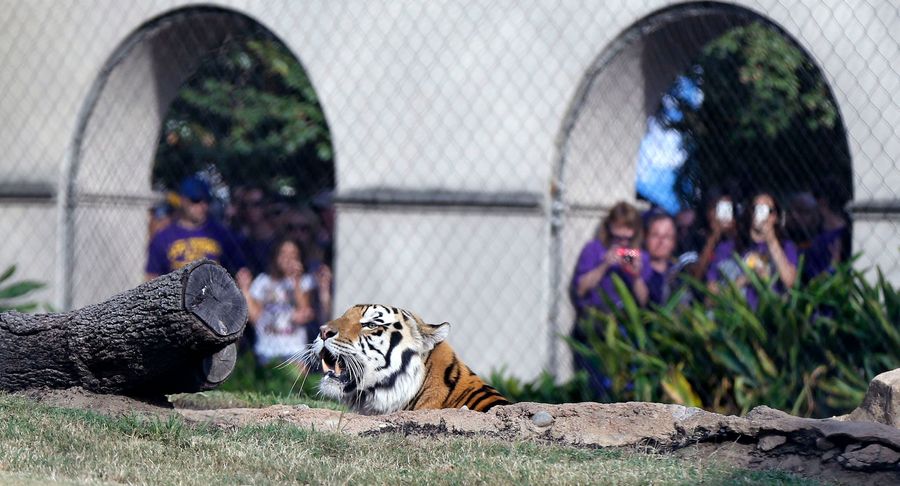 LSU Mascot Mike The Tiger Diagnosed With Inoperable Form Of Cancer