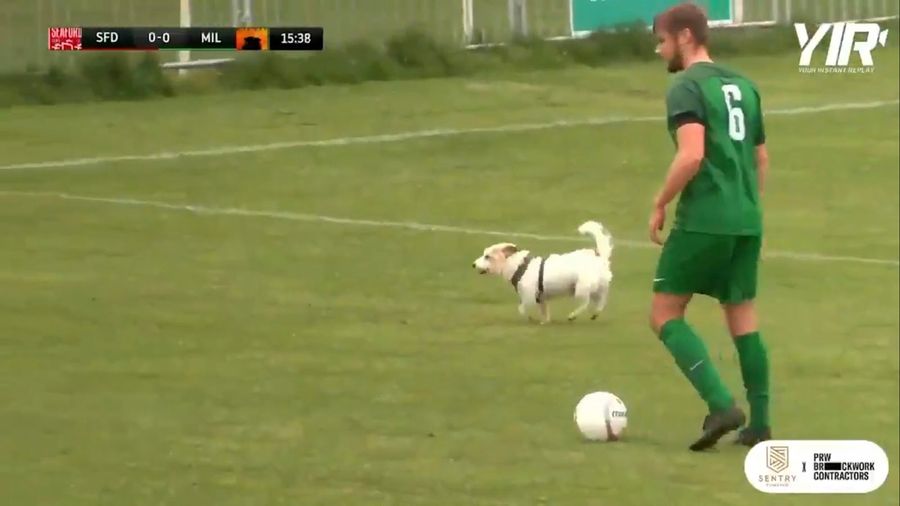 Low-level English soccer club (no, not Newcastle this time) goes to the dogs