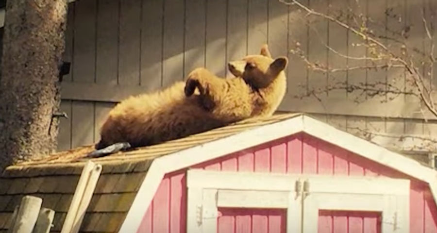 Bear Catches Belly Rays