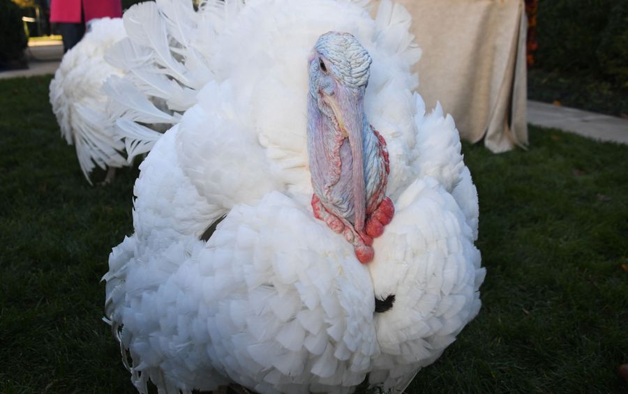The sports and athletes we’re thankful for…