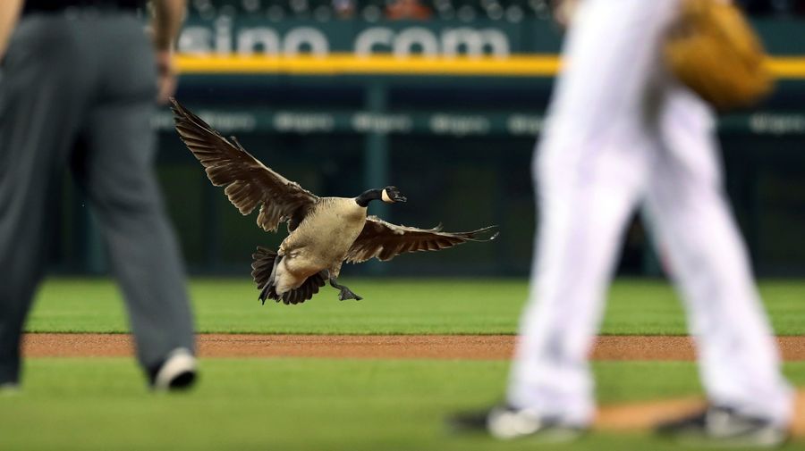 Silly Baseball Goose Goes To Better Place