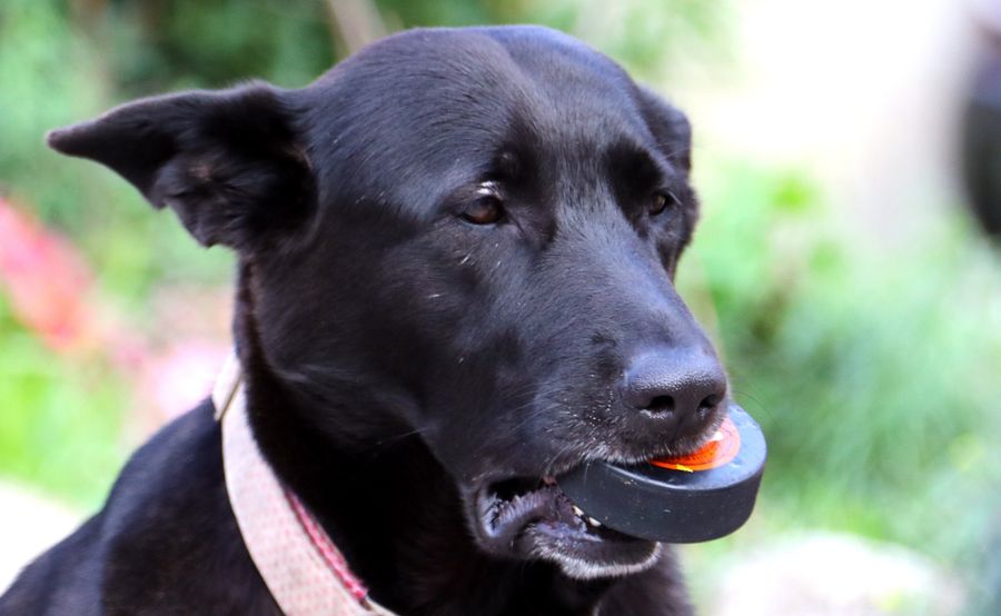 And Now, Some Incredible Things Your Pets Have Eaten