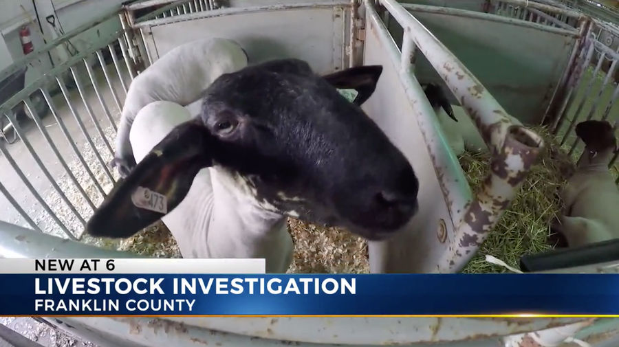 Award-Winning Lamb Under Investigation For PEDs