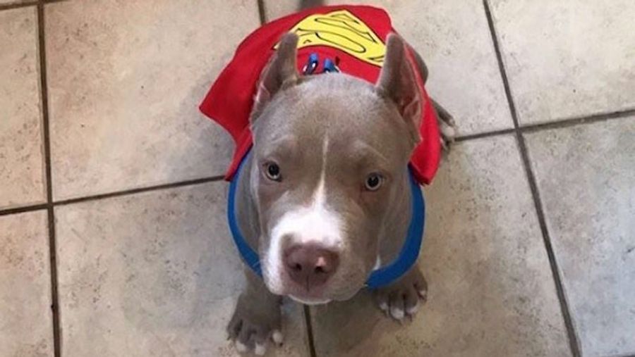 Cowboys Receiver's Missing Dog Returned By Rapper Boogotti Kasino