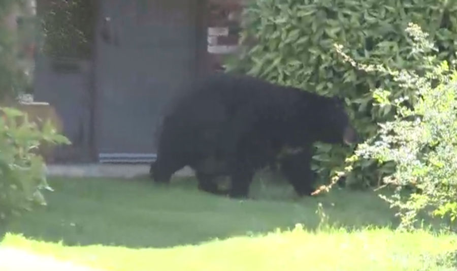 Old-Ass, Fat-Ass Bear Roams Around Canadian Neighborhood