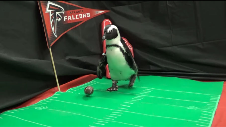 These Beautiful Aquarium Creatures Star In The Only Good Super Bowl Hype Video