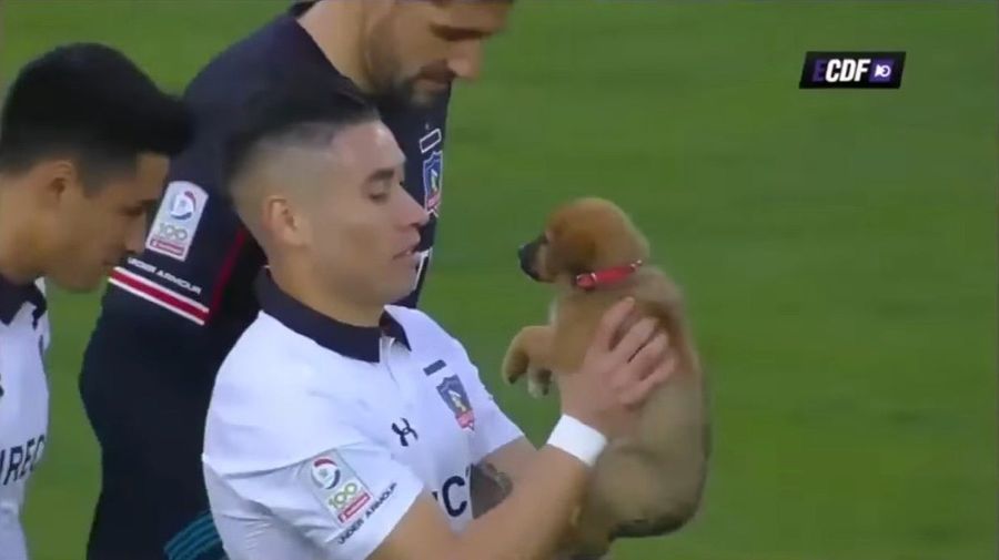 Adorable Little Doggie Mascots Are The Best Mascots