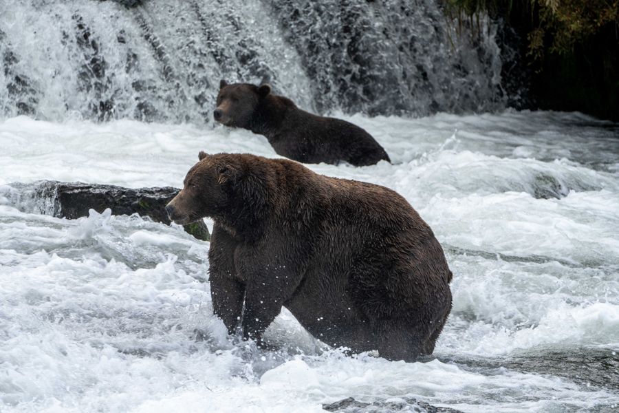 Fat Bear Week is the event you didn't know you needed