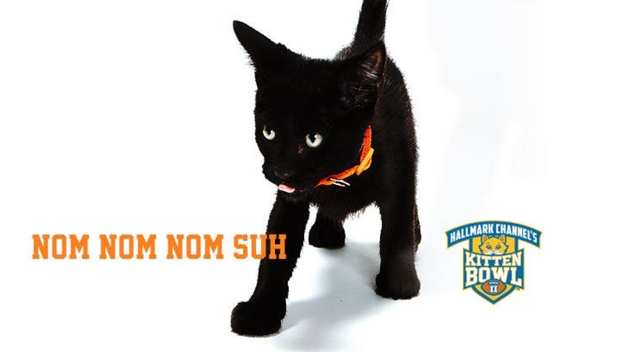 Kitten Bowl Player Names, Ranked