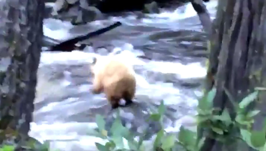 Sir, The Bear Is Fine