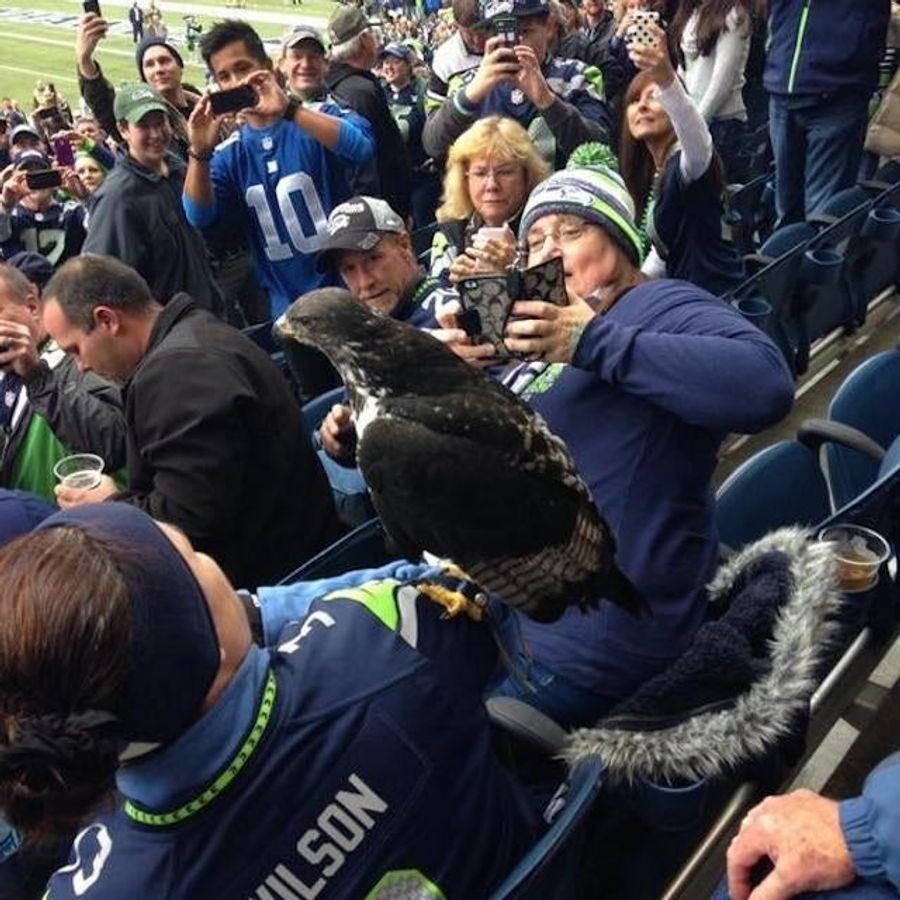 Seahawks Mascot Decides To Hang Out With Fans In The Stands