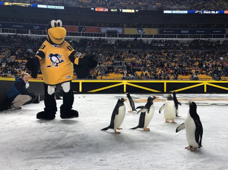 PETA And The Pittsburgh Zoo Are Beefing Over Some Startled Penguins