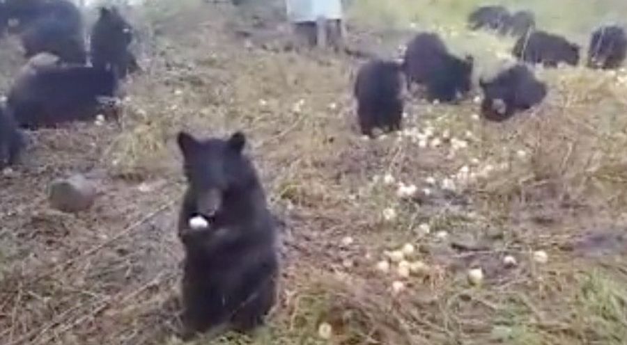 Apples For My Bears