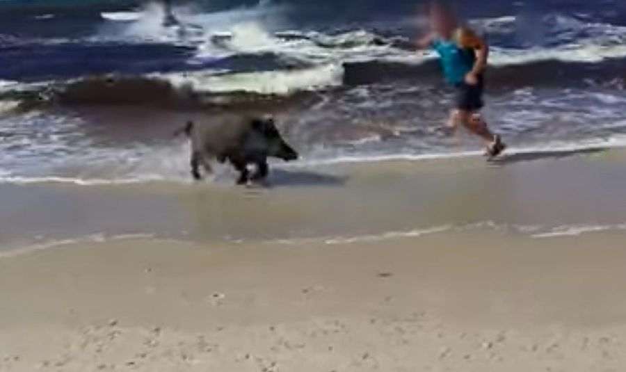 Boar Emerges From The Sea, Unleashes Fury Upon Beachgoers 