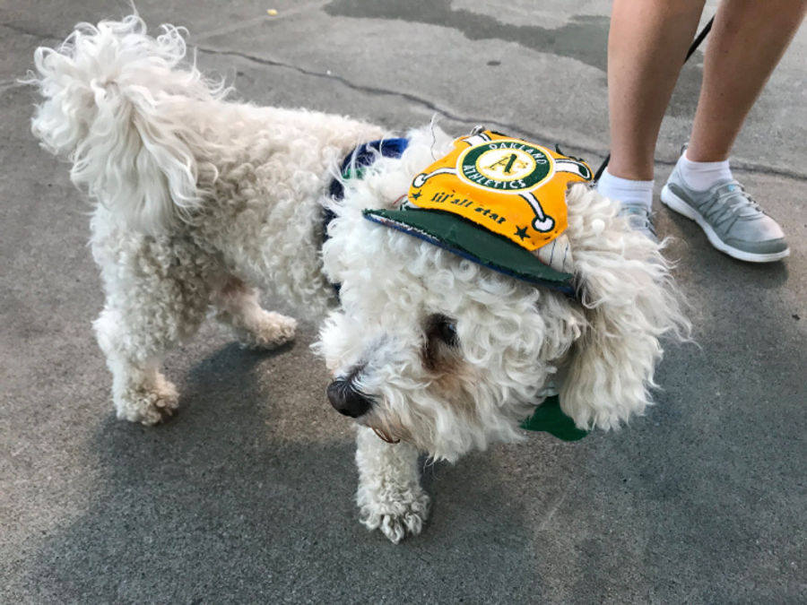 Come Look At All These Good Oakland Sports Dogs
