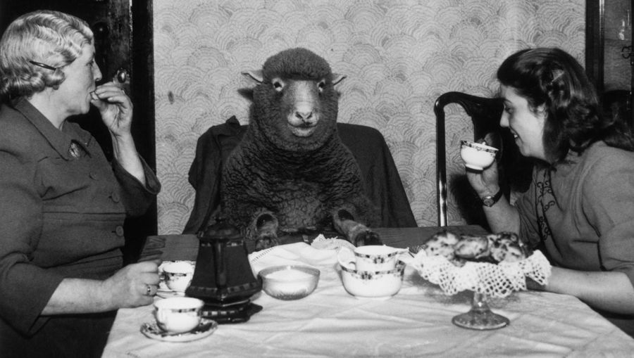 Please Enjoy This Picture Of Two Women Drinking Tea With Their Lamb