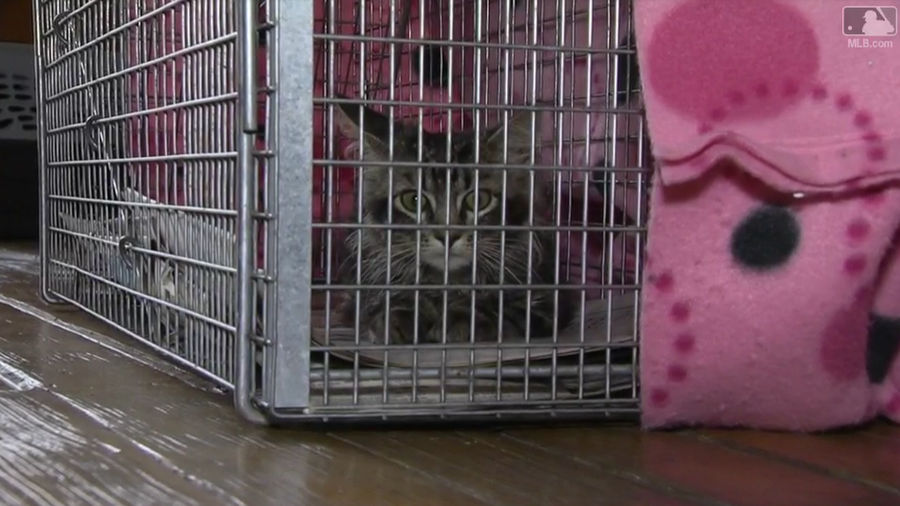 Cat Found And Jailed For Crime Of Helping Vile Cardinals