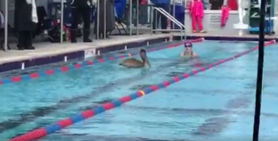 Swimmers Narrowly Avoid Death By Pelican
