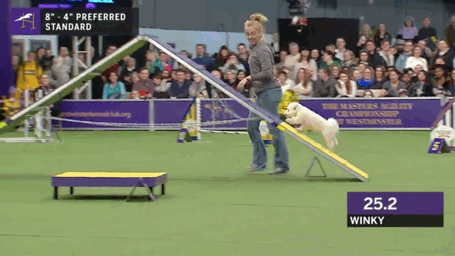 The Sports Highlight Of The Day Is This Dog Very Casually Completing An Agility Course