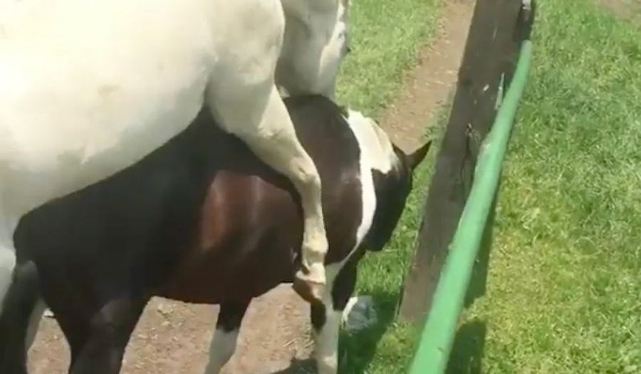 Greg Norman Shares A Tasteful Video Of His Horses Fucking