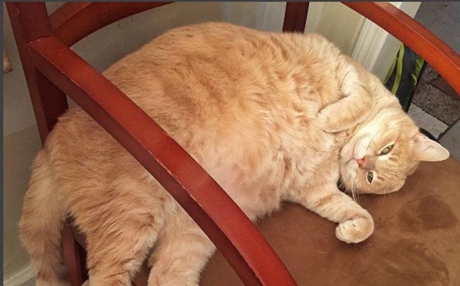Matt Duffy's Cat Is Too Damn Fat To Make The Trip To Tampa