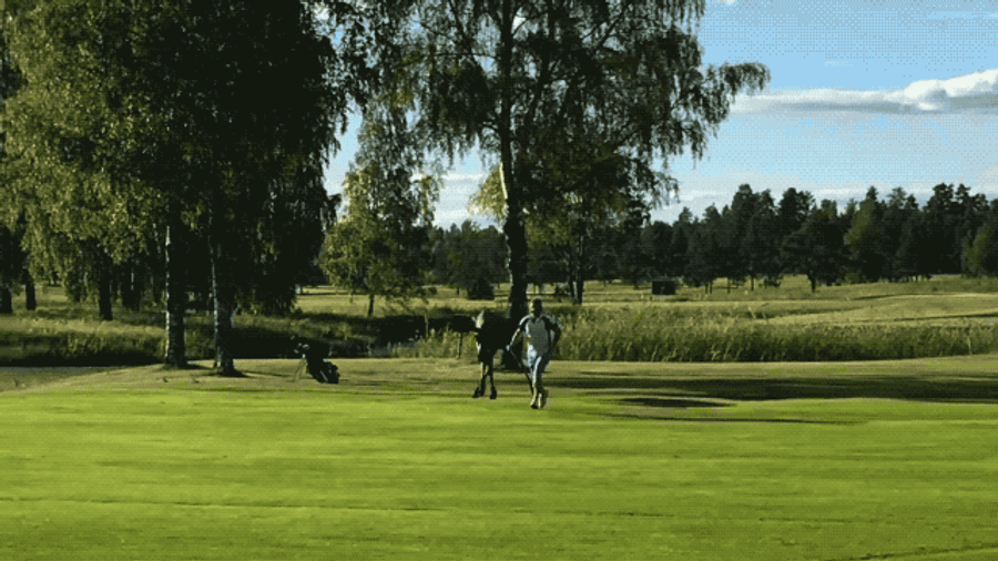 Ornery Moose Chases Man Off Golf Course In Sweden