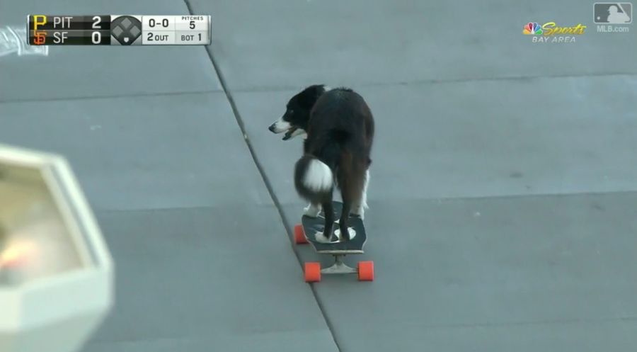 Hell Yeah, Skateboarding Dog
