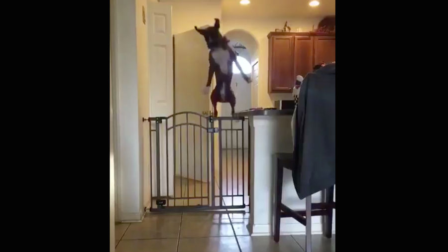 Here&#39;s A Very Good Dog Showing Off Her Athletic Prowess