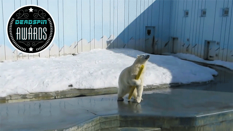 Deadspin Awards: Best Bear