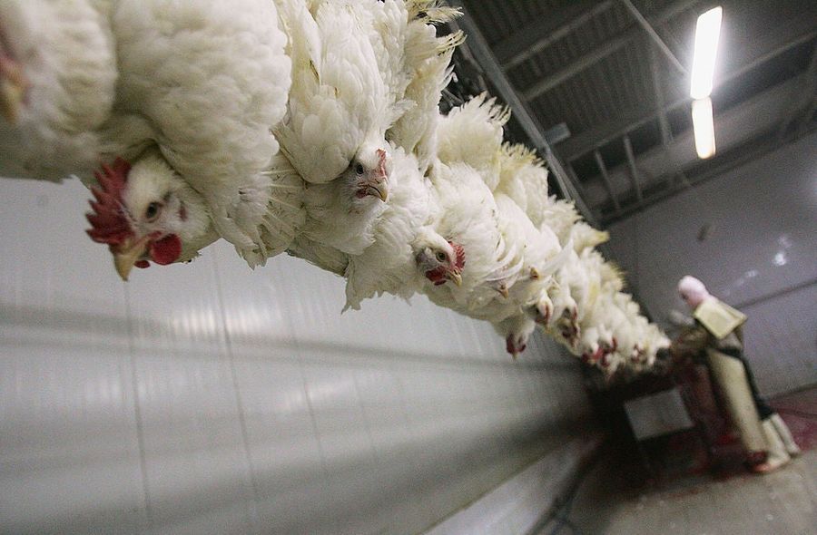 Is Your Chicken Processed By Free Range Humans? 
